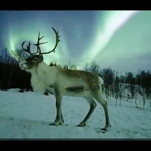 Meet your Posher, Alan